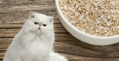 Kan katter spise havregryn