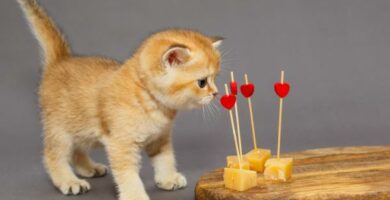 Kan katter spise ost