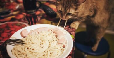 Kan katter spise pasta