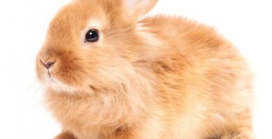 Kaninraser og deres egenskaper
