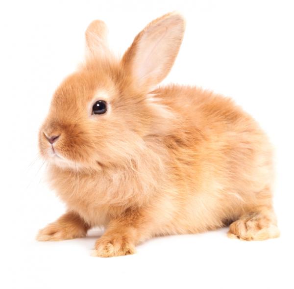 Kaninraser og deres egenskaper
