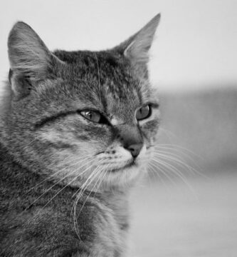 Katarakt hos katter symptomer og behandling