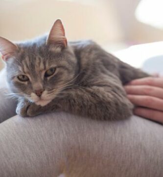 Katten min er veldig besittende av meg hva skal jeg