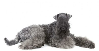 Kerry bla terrier