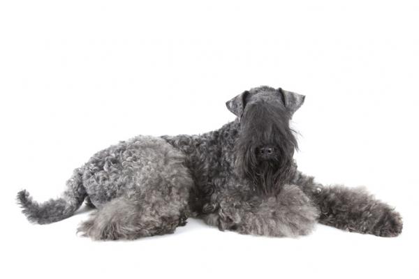 Kerry bla terrier