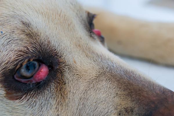 Kirsebaeroye hos hunder symptomer arsaker og behandling