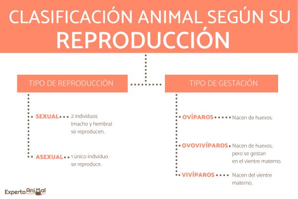 Klassifisering av dyr i henhold til deres reproduksjon