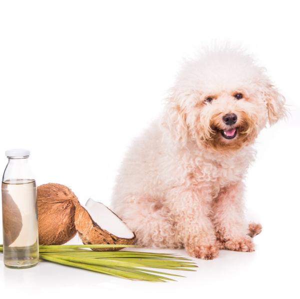 Kokosolje for hunder fordeler og bruksomrader