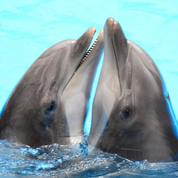 Kommunikasjon av delfiner
