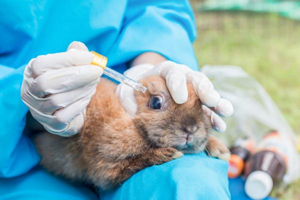 Konjunktivitt hos kaniner symptomer og behandling