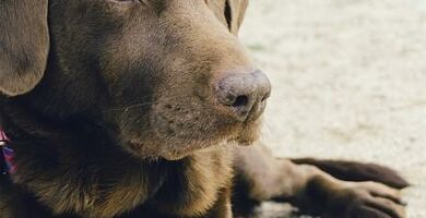 Labradorer og fedme arsaker og behandlinger