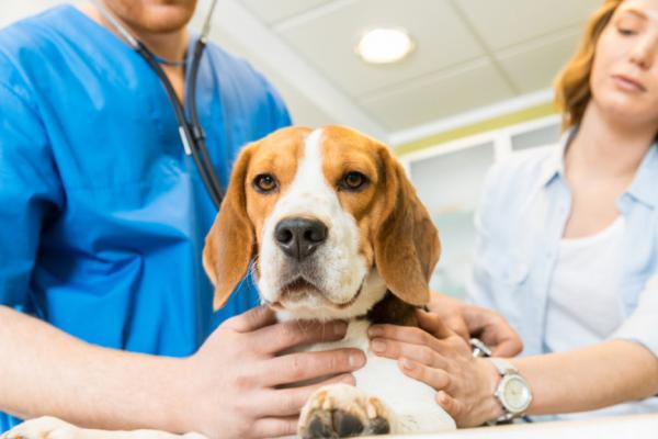 Leversvikt hos hunder symptomer og behandling