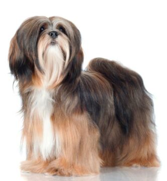 Lhasa apso