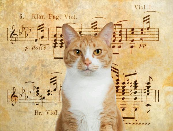 Liker katter musikk