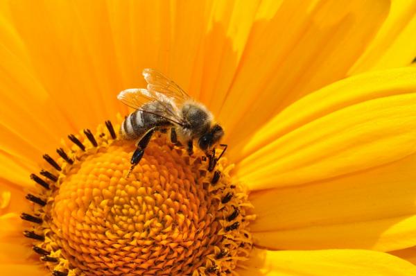 Livssyklus for honningbier