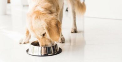 Mat til hunder med leishmaniasis