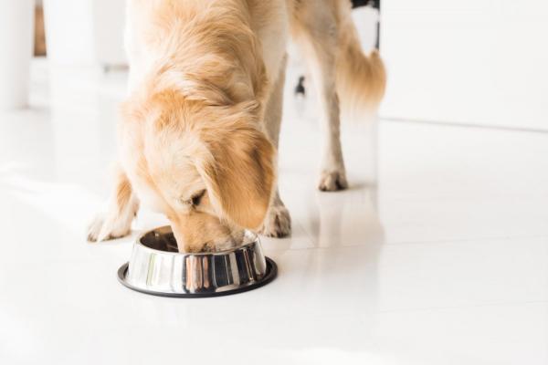 Mat til hunder med leishmaniasis