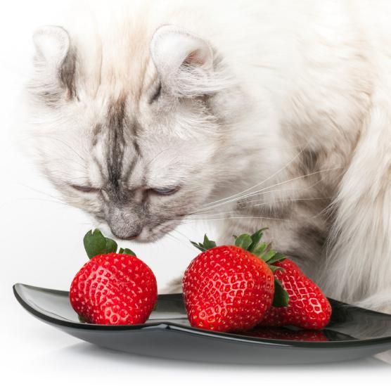 Menneskelig mat en katt kan spise