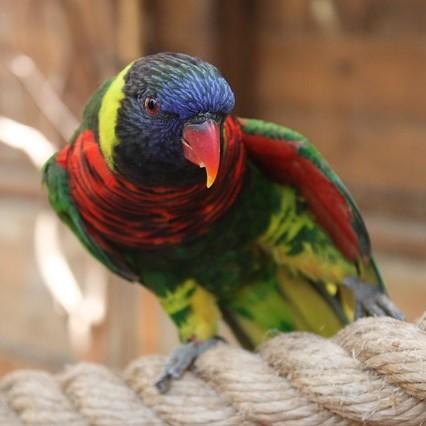 Mest vanlige sykdommer hos papegoyer