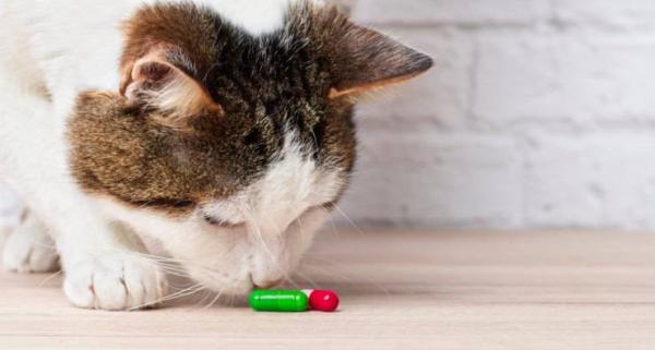 Methimazole for katter dosering bruk og bivirkninger