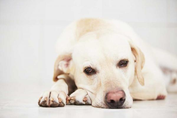 Midler for a redusere stress hos hunder
