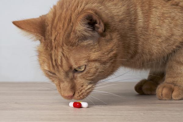 Milpro for katter Dosering bruk og bivirkninger