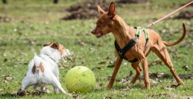 Min hund er aggressiv mot andre hunder arsaker og