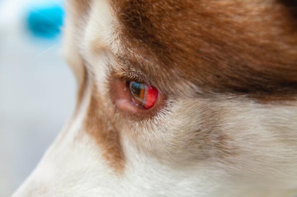 Min hund har blod i oyet arsaker og behandling
