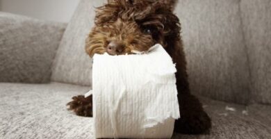 Min hund spiser papir arsaker konsekvenser og losninger