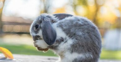 Min kanin spiser sin bajs arsaker og hva de