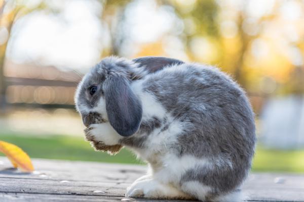 Min kanin spiser sin bajs arsaker og hva de