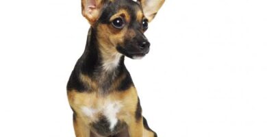 Miniatyr pinscher