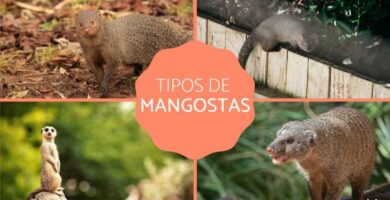 Mongooses Hva er de typer egenskaper og habitat