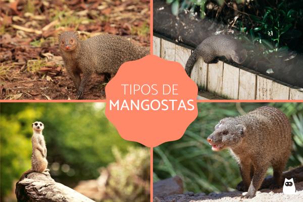 Mongooses Hva er de typer egenskaper og habitat