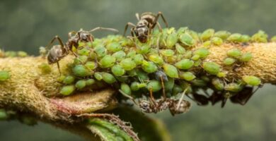 Mutualisme i biologi eksempler og definisjon