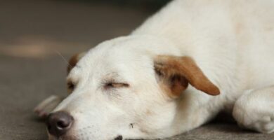 Myggstikk hos hunder symptomer behandling og forebygging