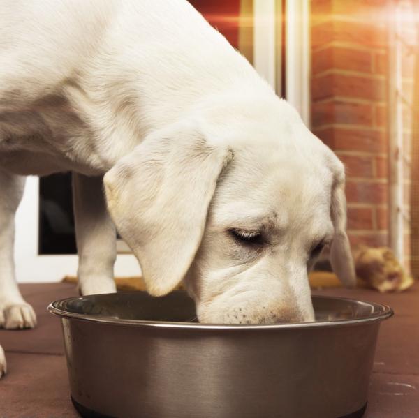 Naturlige kosttilskudd for hunder