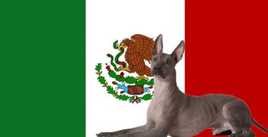 Navaerende og utdodde meksikanske hunderaser