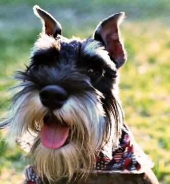 Navn pa Schnauzer hunder