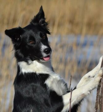 Navn pa border collie hunder