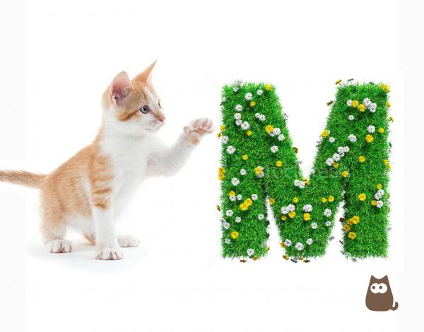 Navn pa katter med bokstaven M