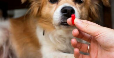 Nolotil for hunder dosering og bruk