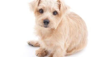 Norfolk terrier