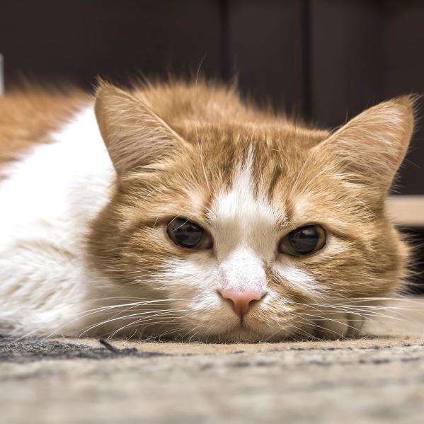 Nyrestein hos katter symptomer og behandling