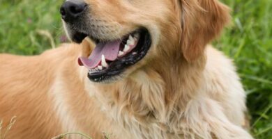 Ofte stilte sporsmal om golden retriever