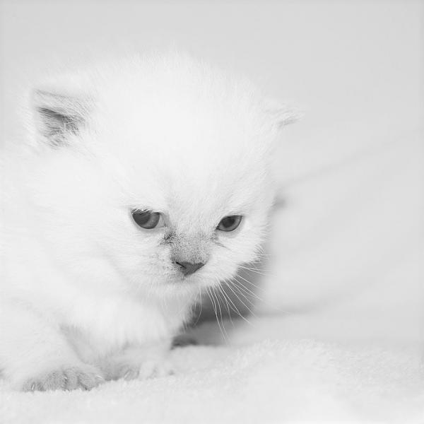 Omsorg for en albino katt
