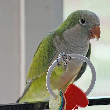 Omsorg for en argentinsk papegoye