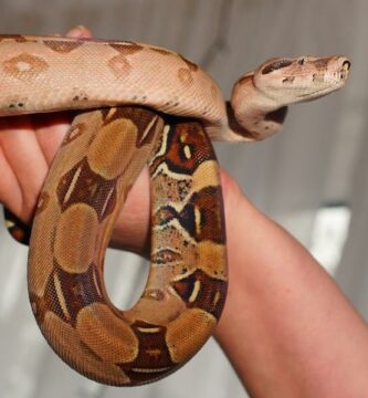 Omsorg for en boa constrictor