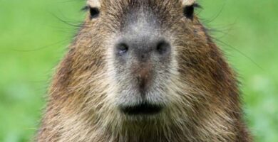 Omsorg for en capybara