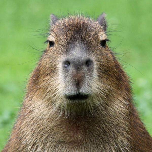 Omsorg for en capybara